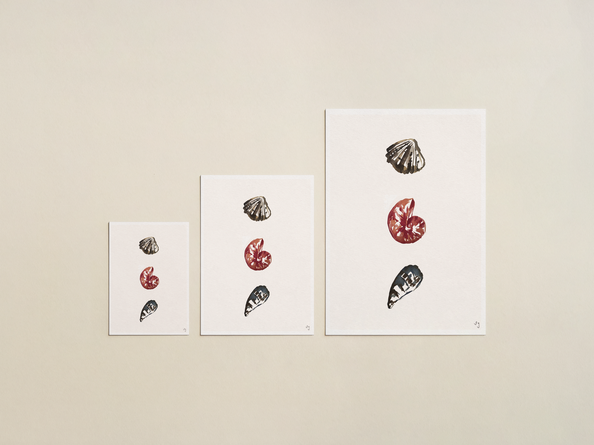 Watercolour Shell Collection 02 Art Print | Coastal Seaside Wall Art | Luxury Fine Art Print